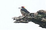 Beautiful Woodpeckerborder=